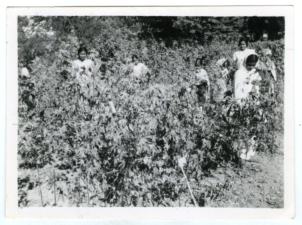"Among the cotton they grew themselves"