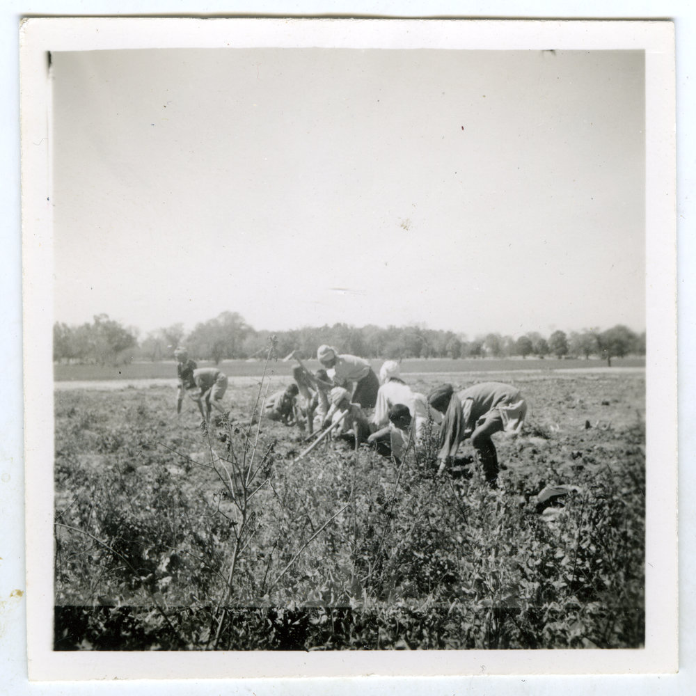 Hoeing a field