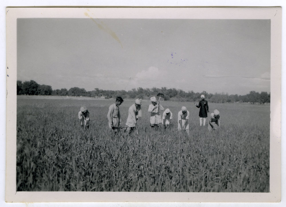 "At work on the school farm," Kharar Boys' High School