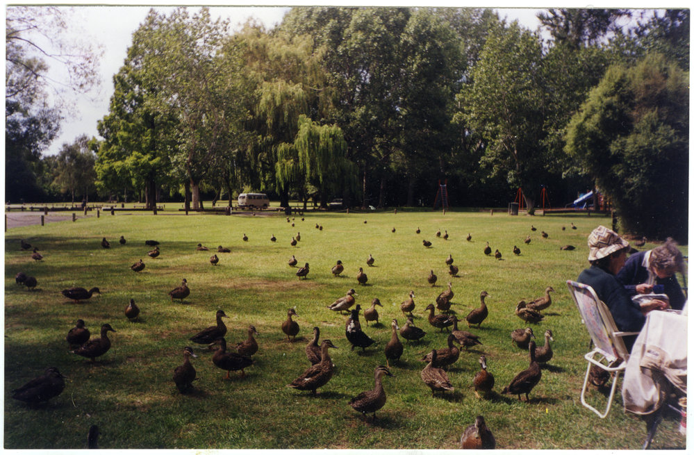 Ducks at the St. Columba's Women's Fellowship picnic, 'The Groynes" 