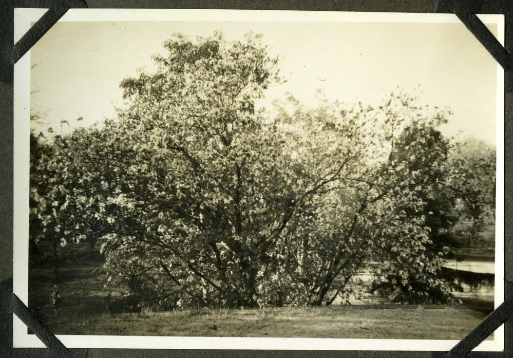 "Kachinar in bloom"