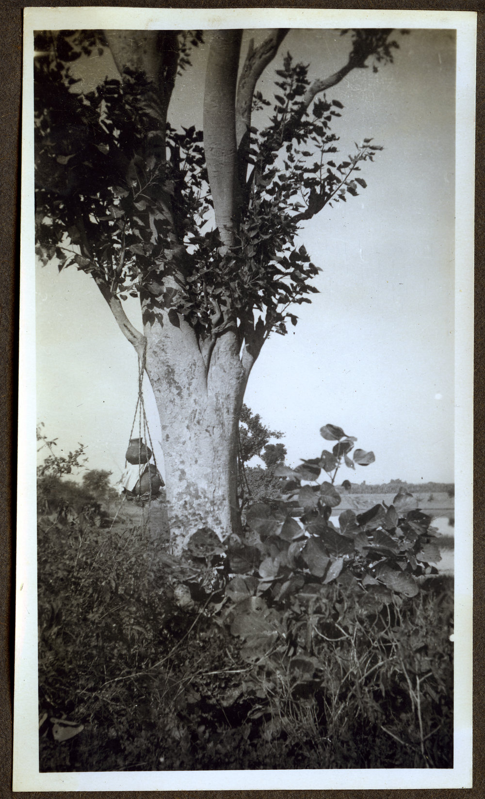 A large tree with urns tied to a branch