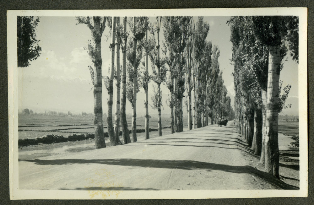 "Poplar Avenue - near Srinagar"