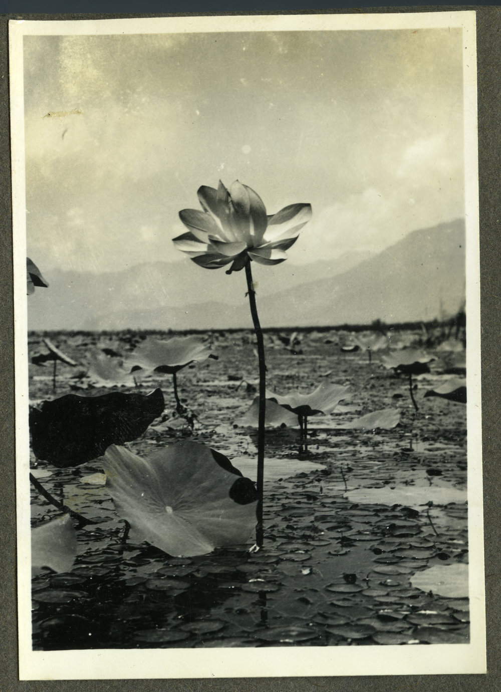 A lotus plant, India