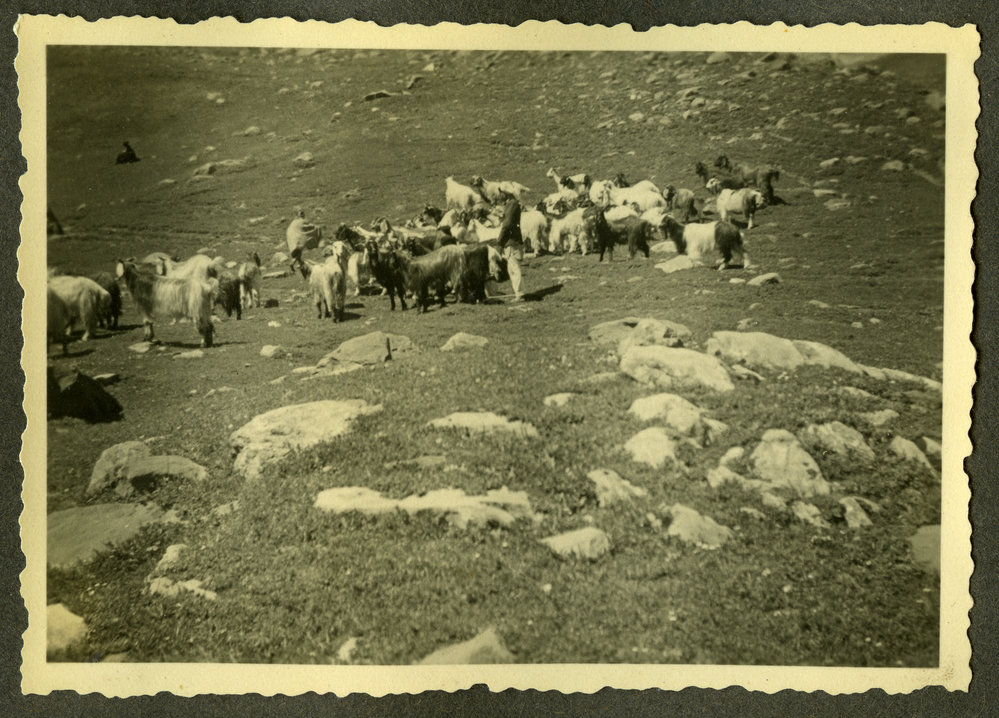 "Mountain Goats" 