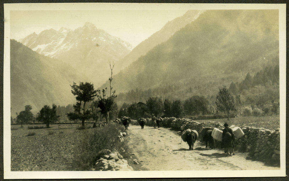 "Sonamarg Road, Kashmir," donkeys and people trudge up Sonamarg Road laden with goods