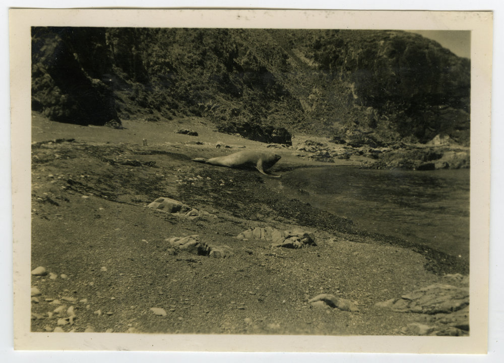 Tramp to Pencarrow - December 1949