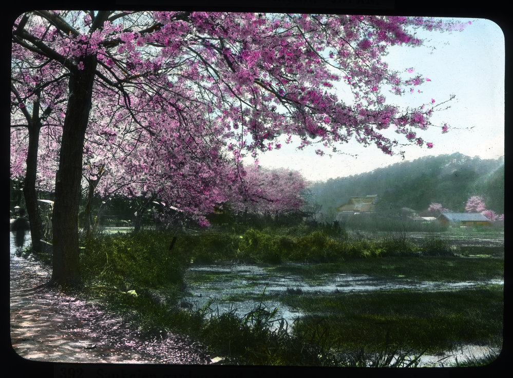 "Sankeien Garden Road, Yokohama, at Cherry time" 