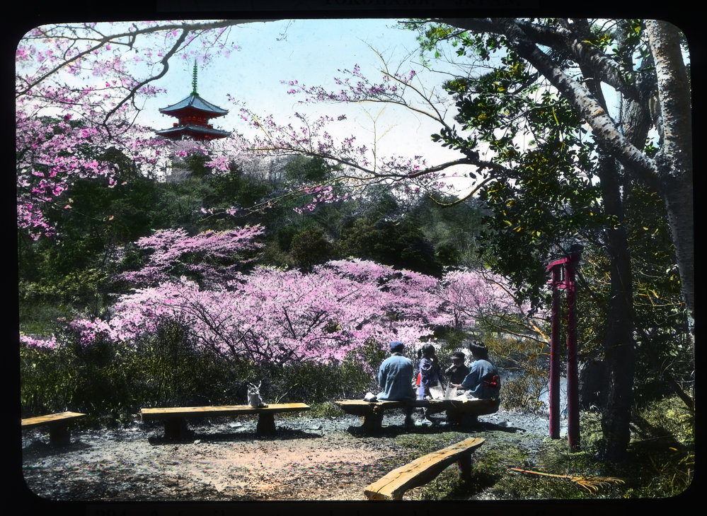 "A family party and Cherry blossoms at Sankeien Garden, Yokohama"