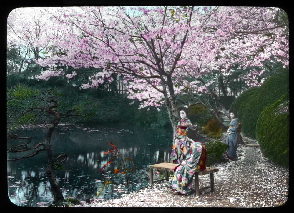 "Geisha girls resting under the Cherry blossoms in a tea house garden" 