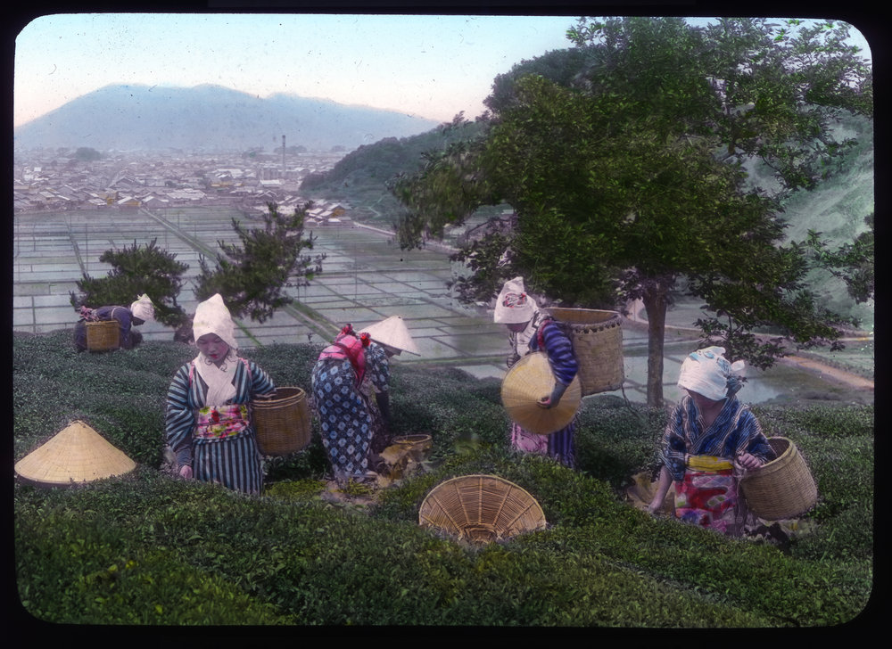 "Picking tea leaves, Shidzuoka"