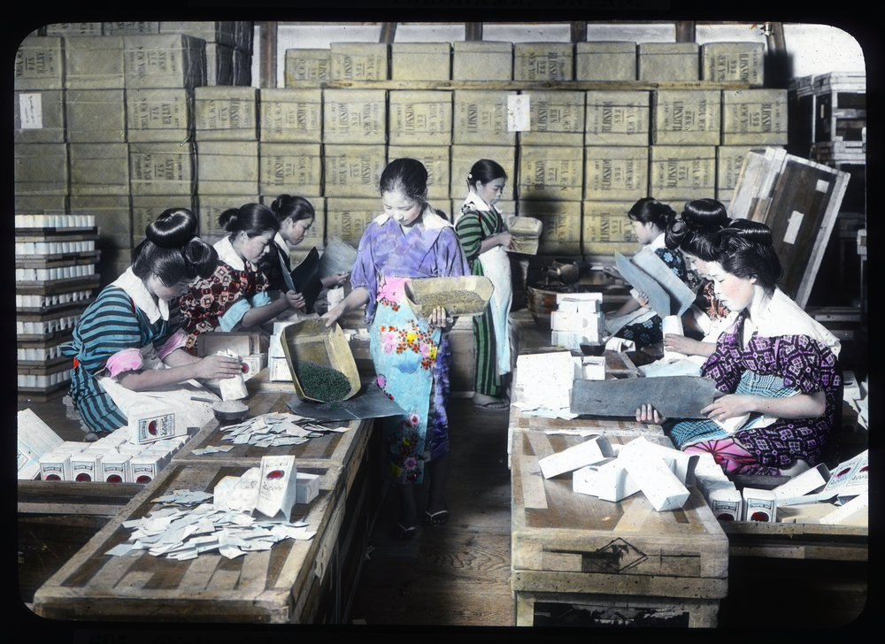 "Girls picking out sticks and unrolled leaves of tea"