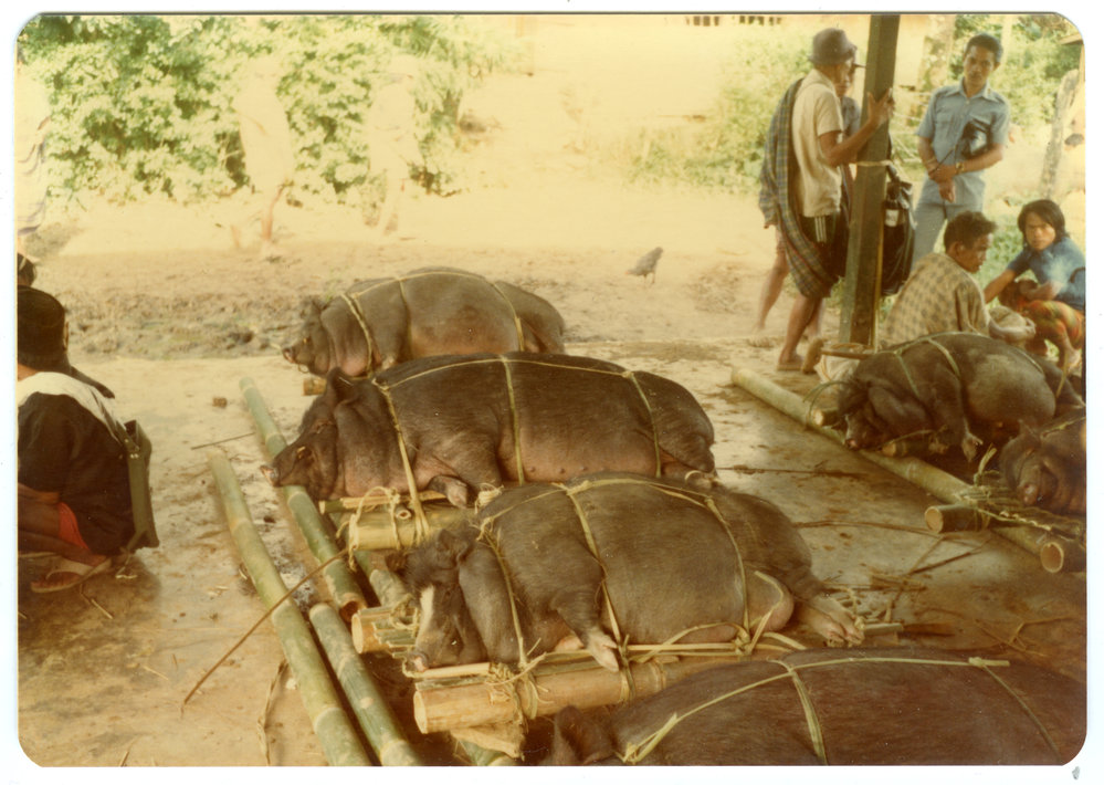 Live Pigs for Sale at the Rantepao Market