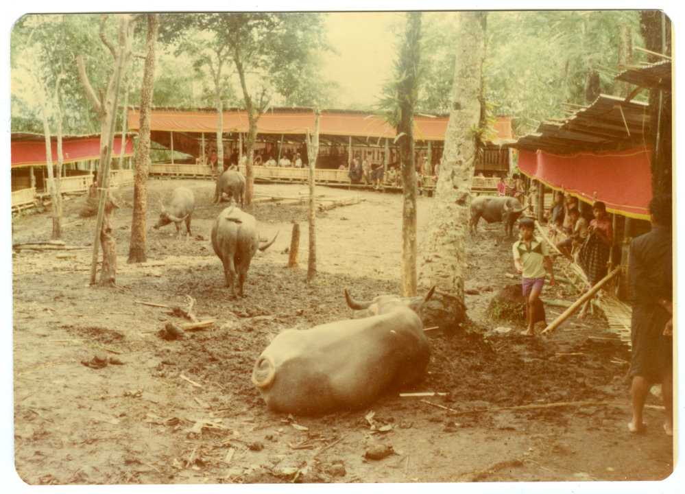 Water-buffaloes, with Various Temporary Buildings