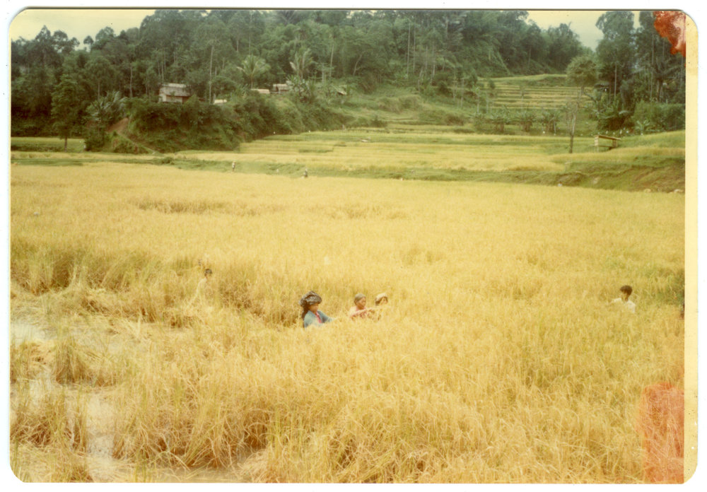 Women Harvesting Rice