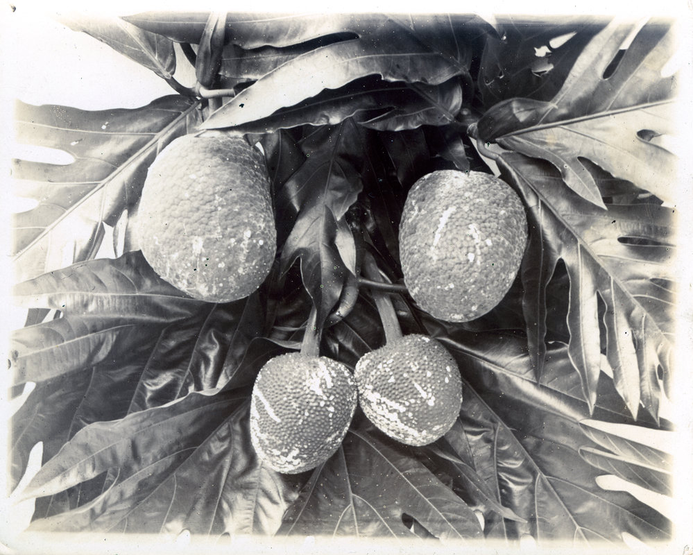 Breadfruit
