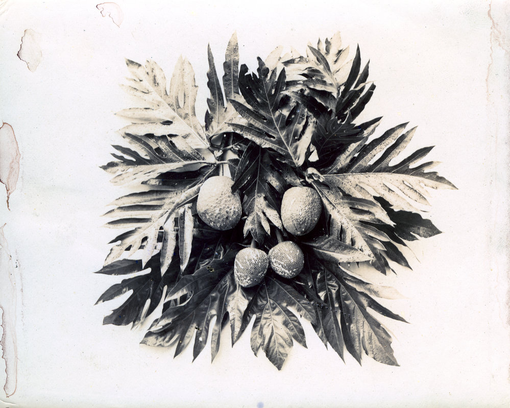 Breadfruit
