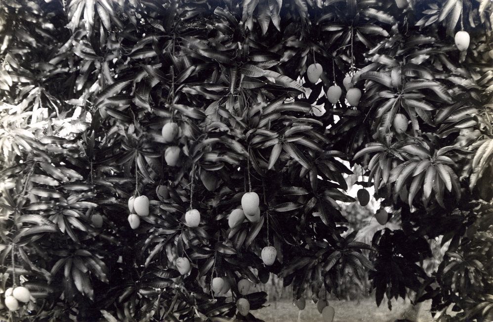 Fruit of the Mango