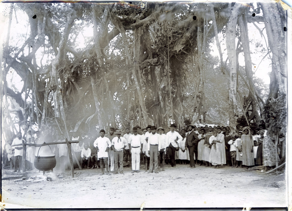 Under the Banyan tree, Nguna