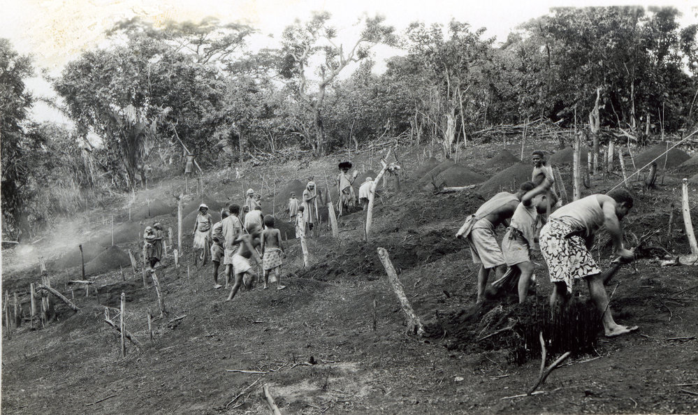 Making yam heaps