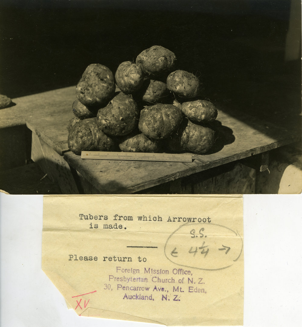 Tubers from which arrowroot is made