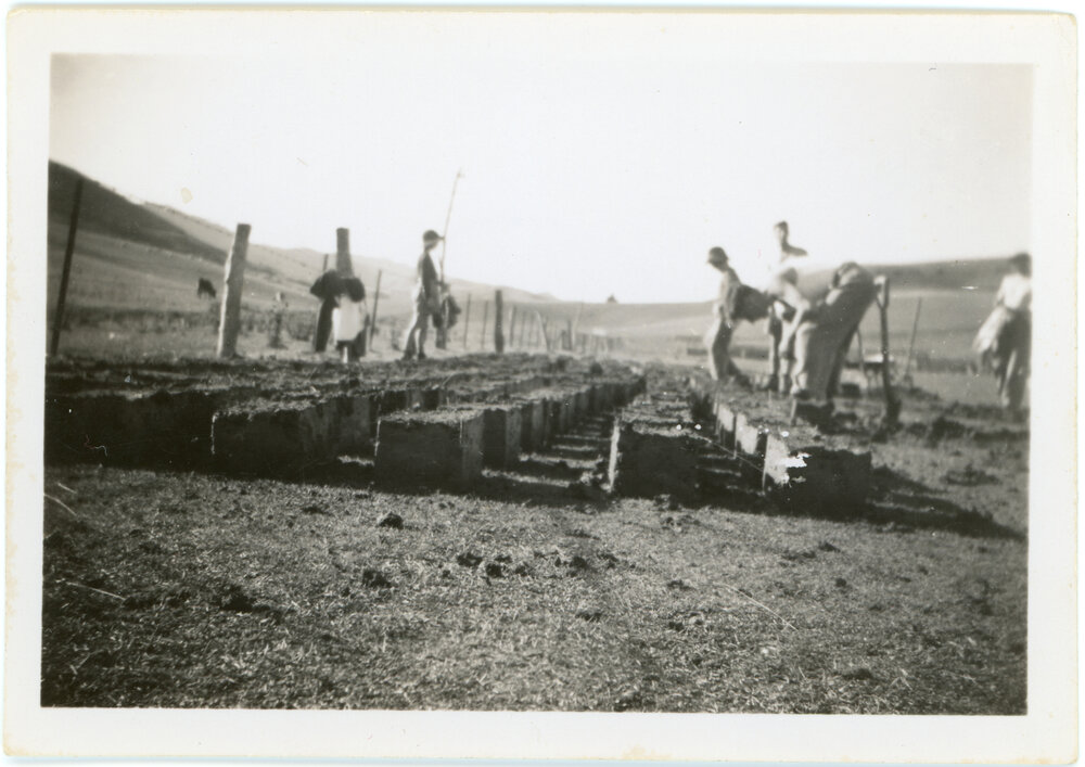 Rows of drying mud bricks