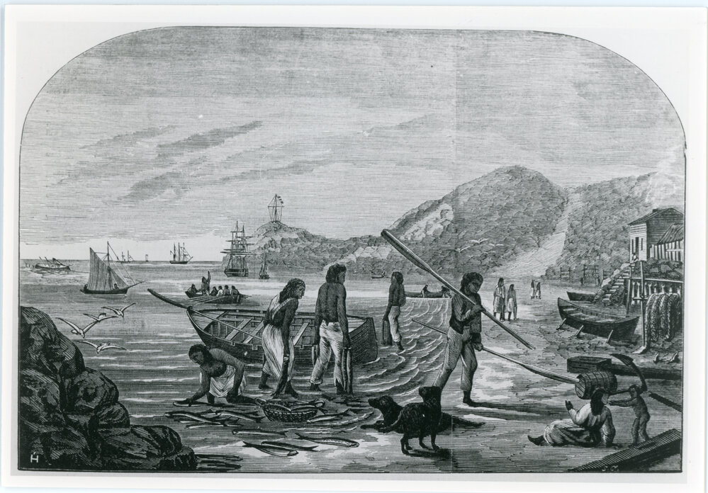 Barracouta Curing, Māori settlement at Otago Heads