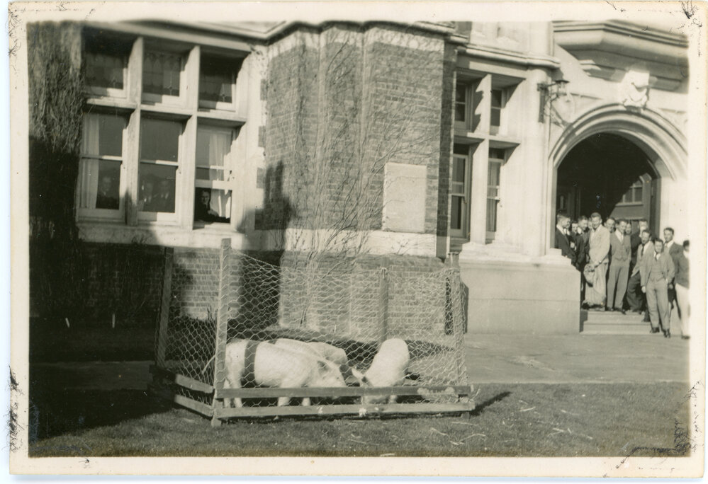 Pigs in a pen, Knox College
