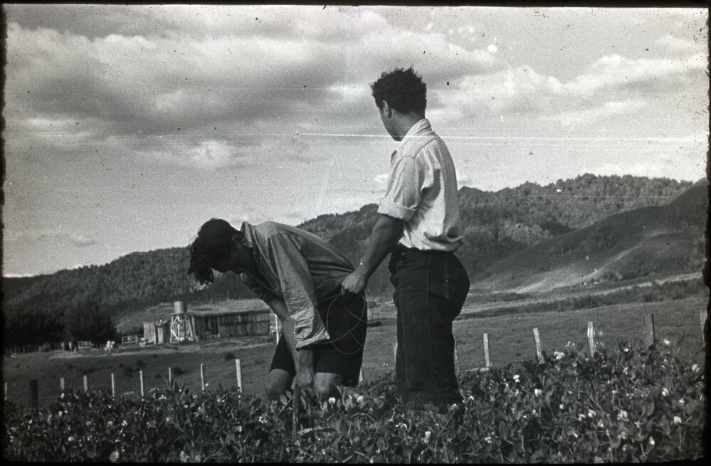 Two Maori Youth Tending one of the Te Whaiti Gardens