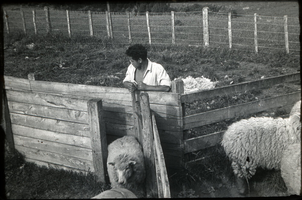 Drifting Sheep at Te Whaiti Maori Boys' Farm School