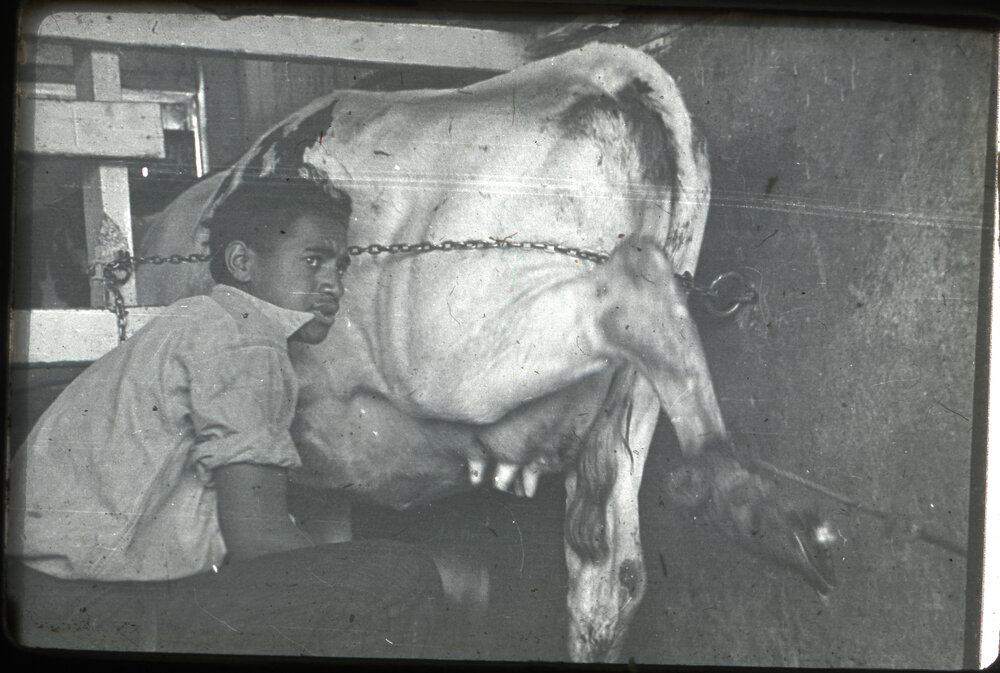 Milking Time at Te Whaiti Māori Boys' Farm School