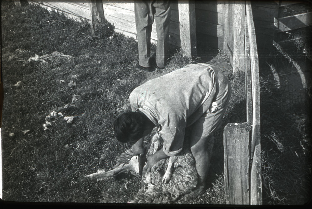 Shearing Sheep