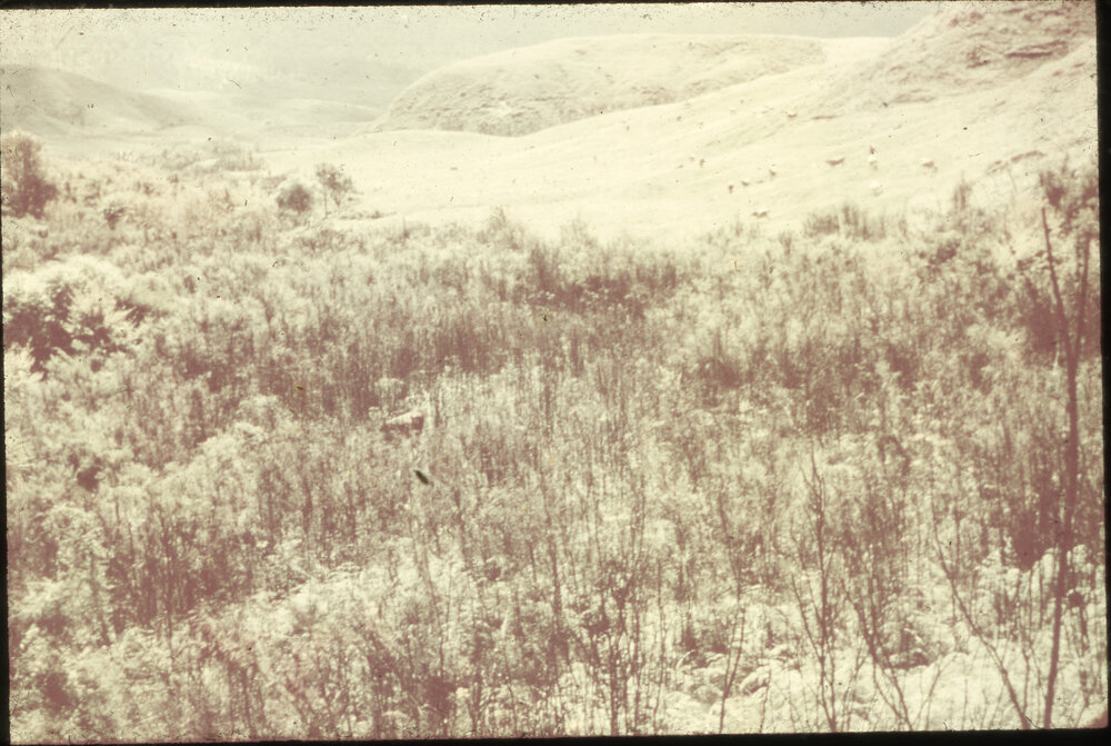 Scrubland at Te Whaiti Farm