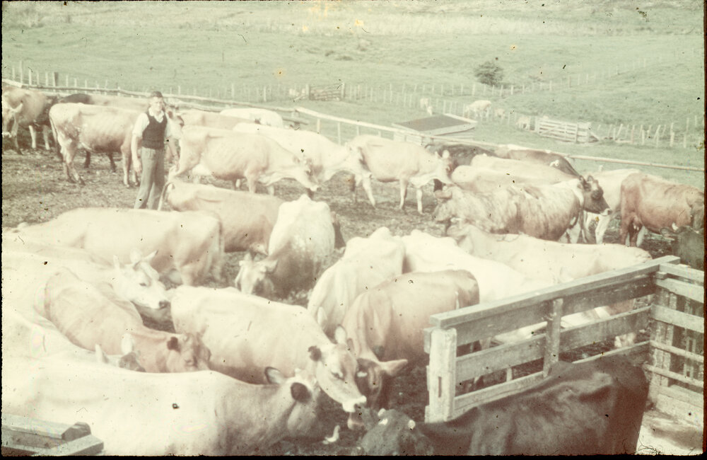 Cow Yard at Te Whaiti Māori Boys Farm School