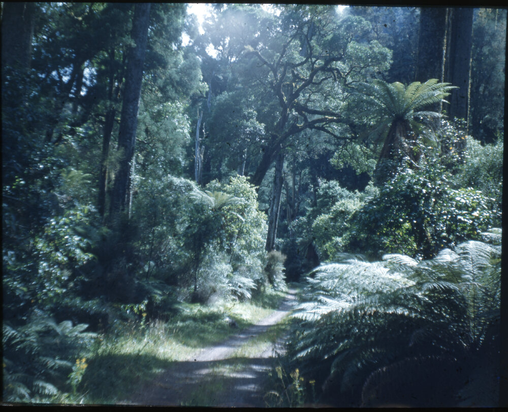 Old Log Track at Te Whaiti Māori Boys Farm School