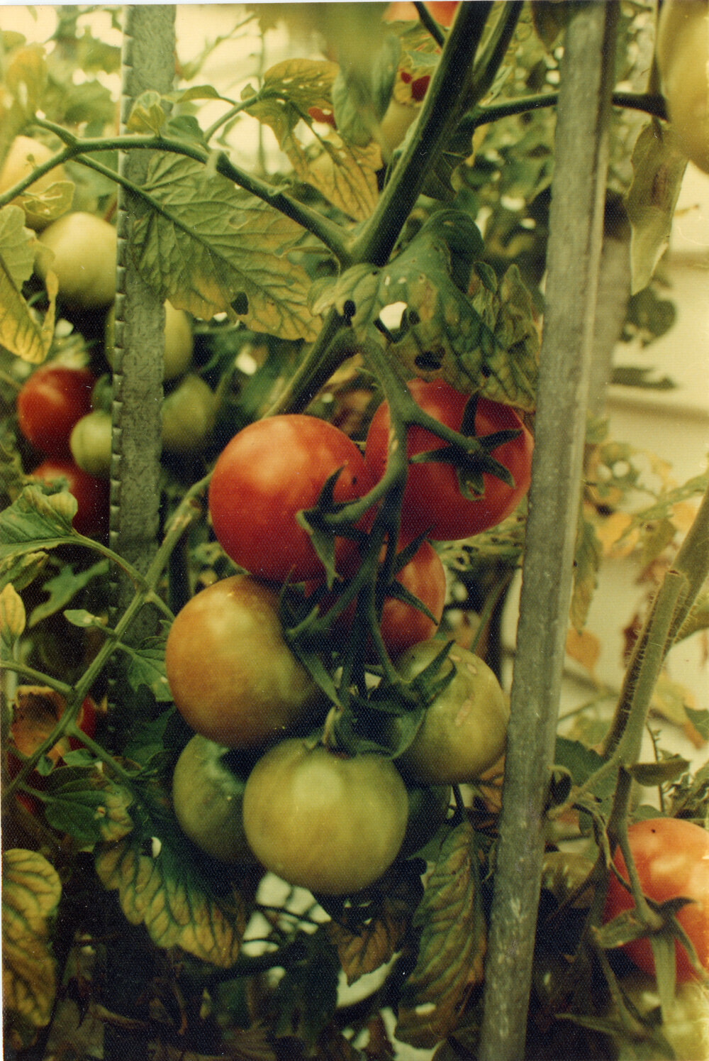 Tomatoes