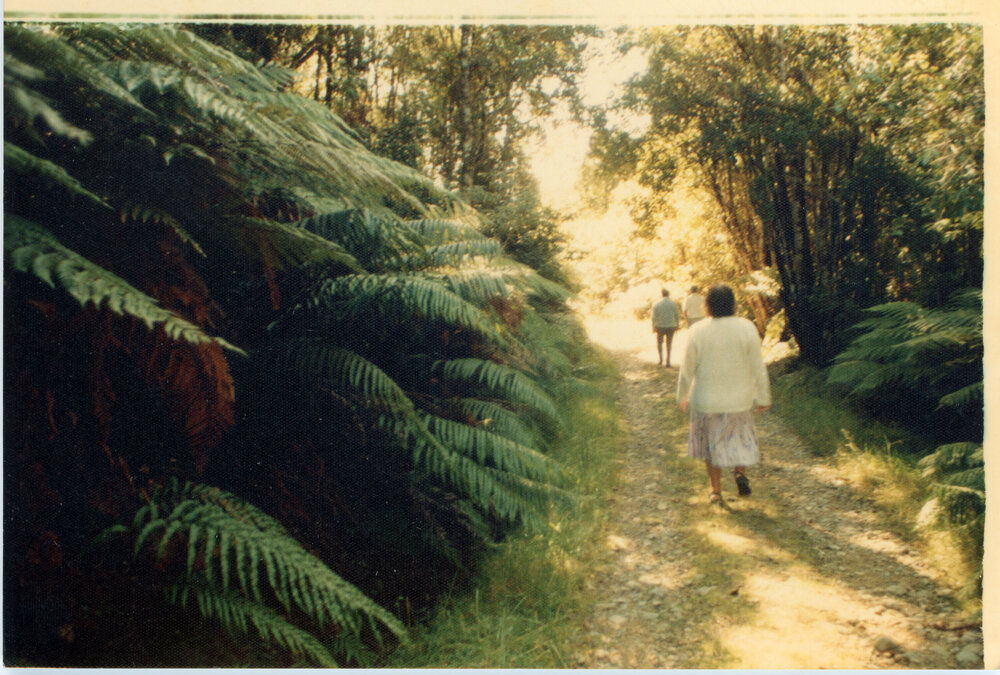 Walking Among The Ferns