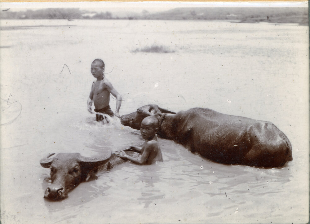 Washing the water buffaloes