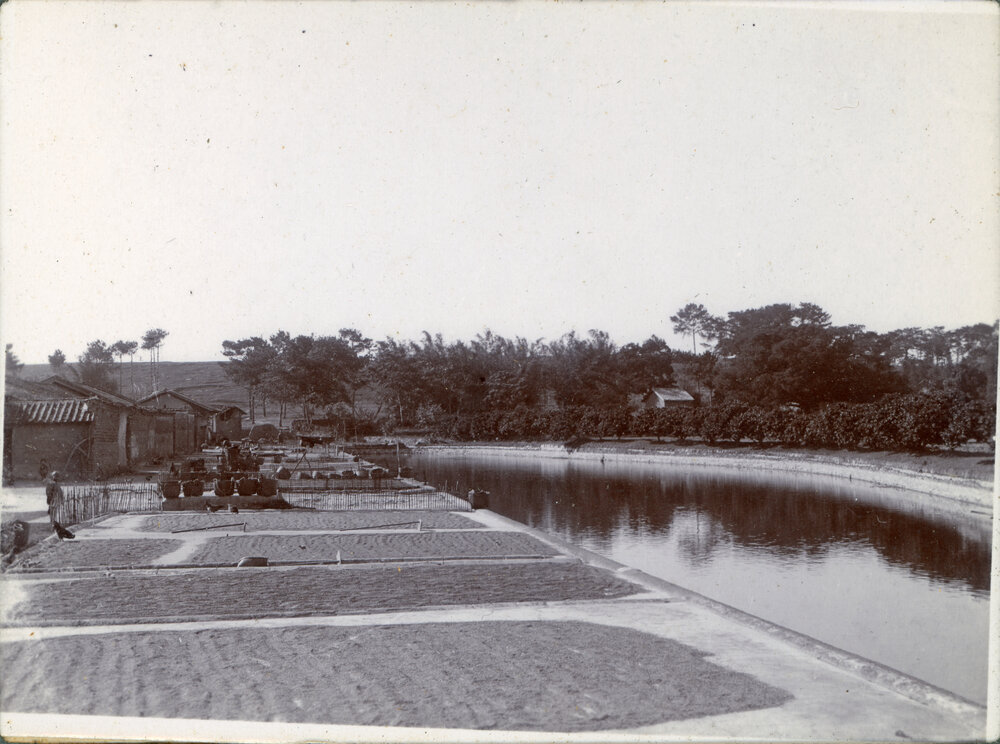 Rice drying by Sha Luet village pond