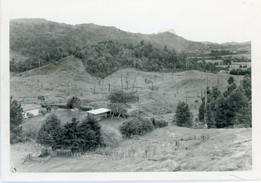 Unknown Forest Trail
