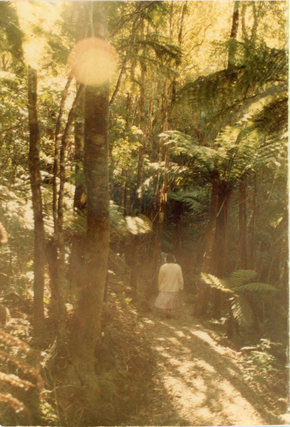 Walk In The Forest