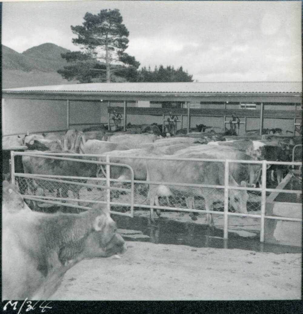 Te Whaiti Māori Boys Farm