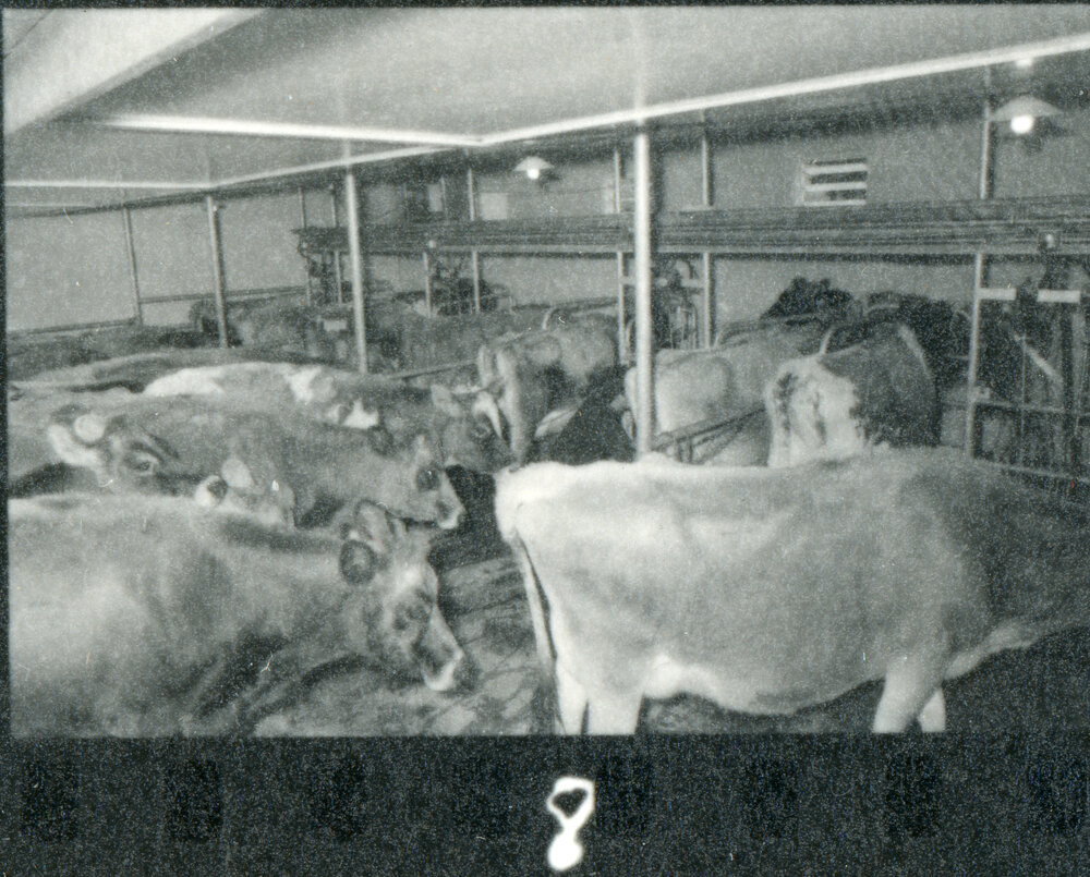 Te Whaiti Māori Boys Farm