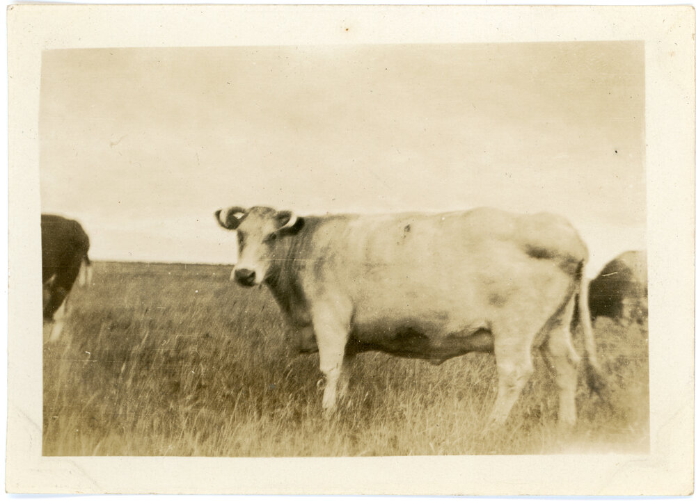 Scottish Cow