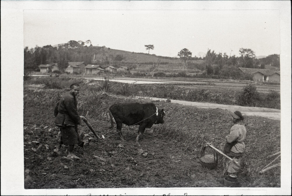 Ploughing With Buffalo In Upper Panyu