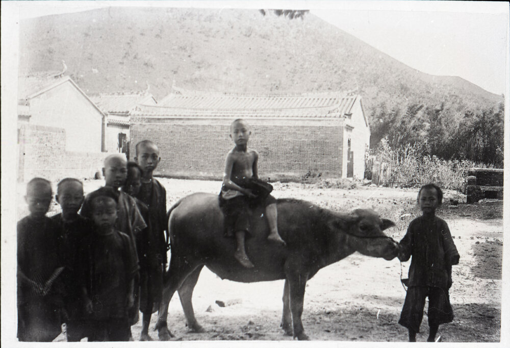 Eight Boys And a Buffalo