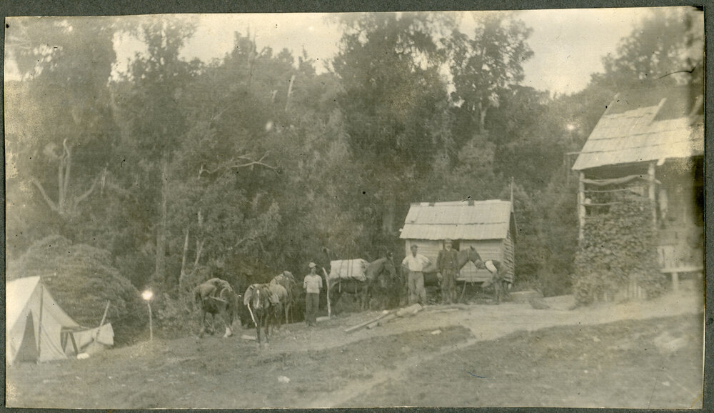 Getting Pack Horses Ready - Ruatahuna