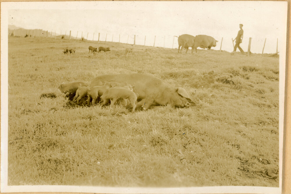 A View In The Big Paddock