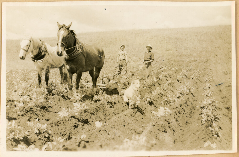 Moulding The Potatoes