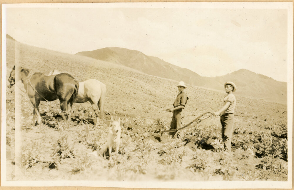 Another View Of The Potatoes